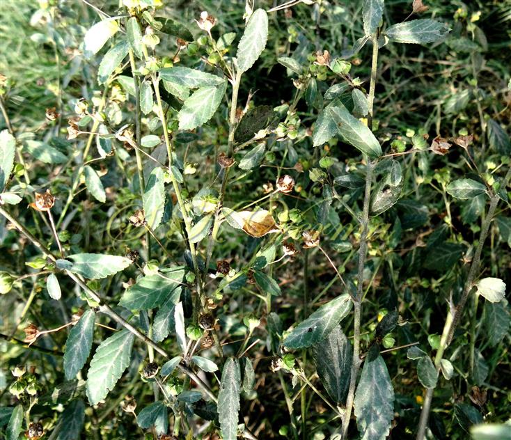  Plants